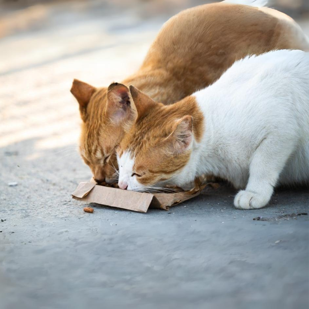 Feral Cats eating